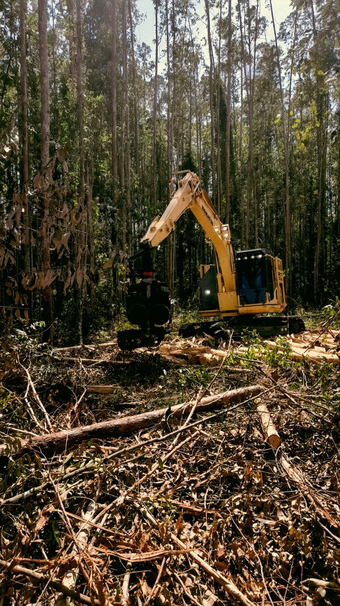 A powerful excavator clearing tall trees in a dense forest setting.