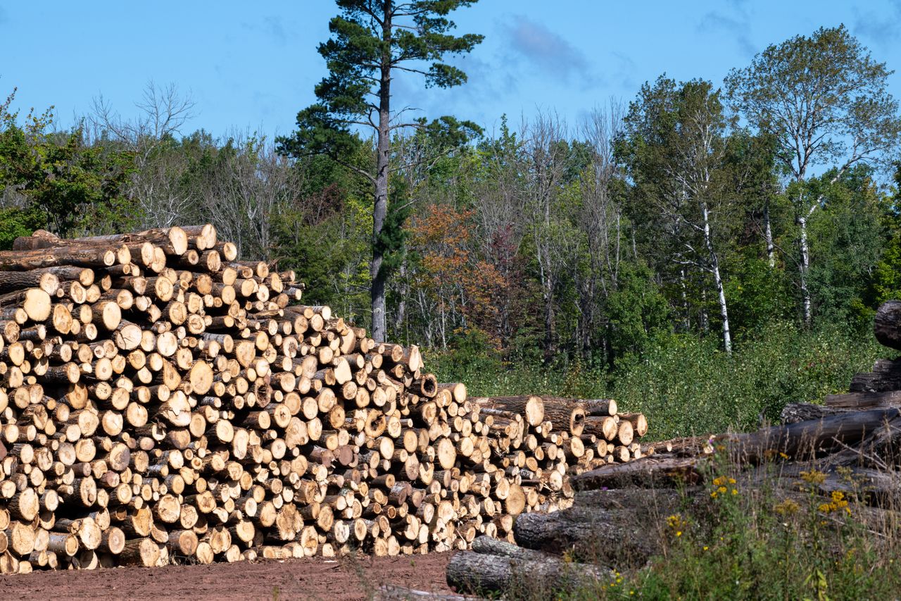 Home 4 Pile of freshly cut logs arranged outdoors in a forest setting, under clear blue skies.