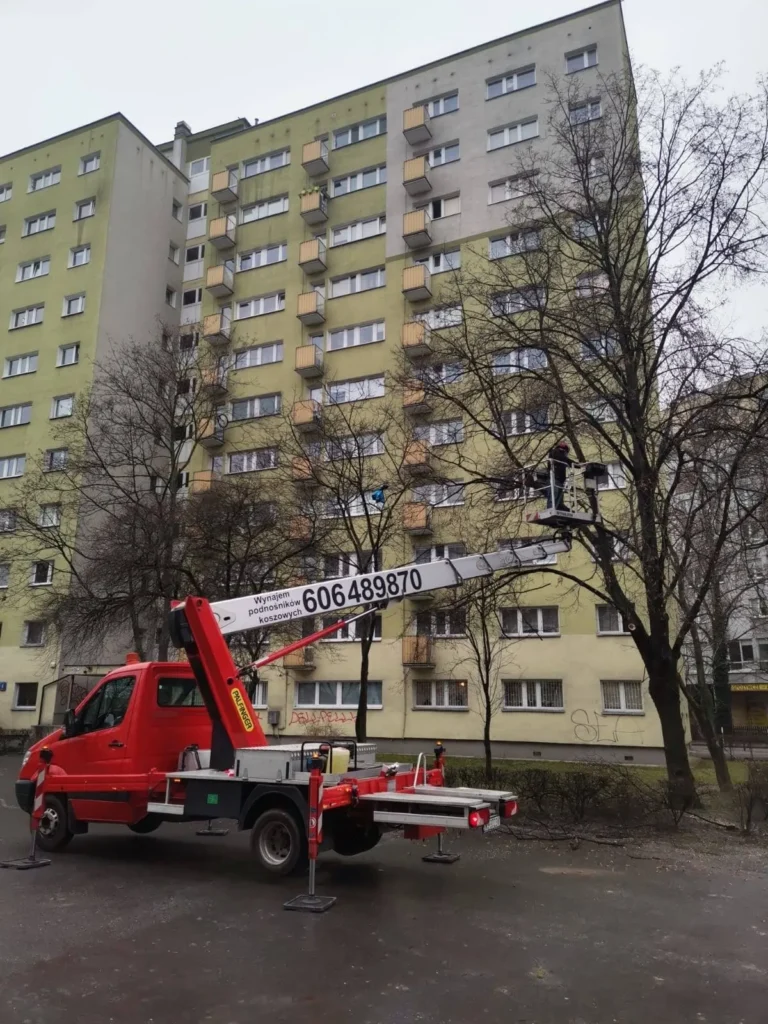 wycinka gałęzi z drzewa przez firmę Zrembex